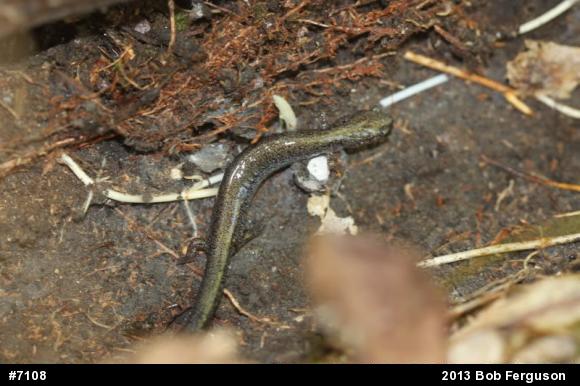 Eastern Red-backed  Salamander