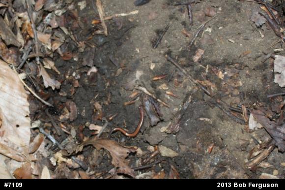 Eastern Red-backed  Salamander