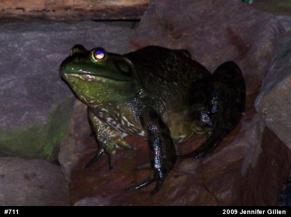 American Bullfrog