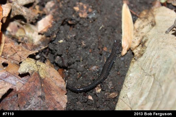 Eastern Red-backed  Salamander