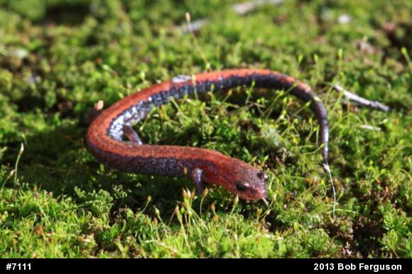 Eastern Red-backed  Salamander