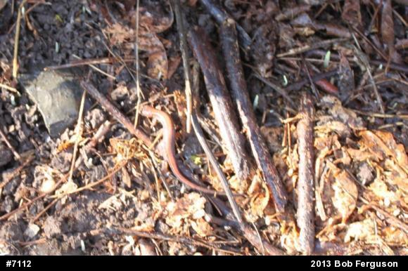 Eastern Red-backed  Salamander