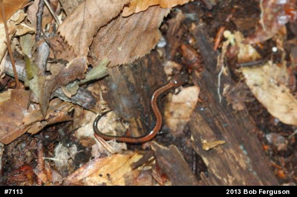 Eastern Red-backed  Salamander