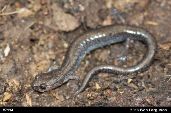 Eastern Red-backed  Salamander