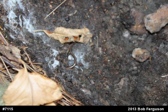 Eastern Red-backed  Salamander