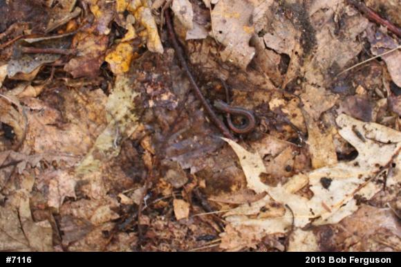 Eastern Red-backed  Salamander