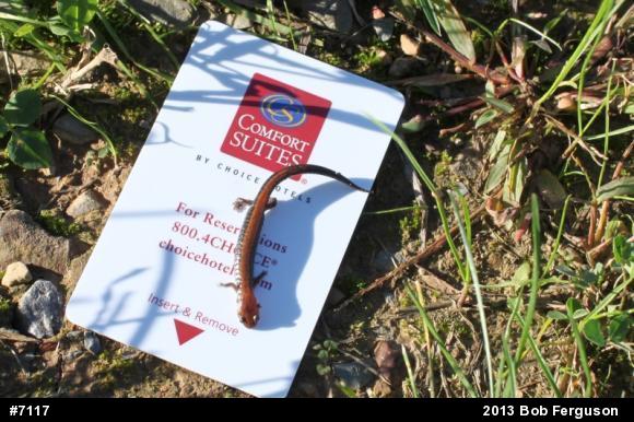 Eastern Red-backed  Salamander