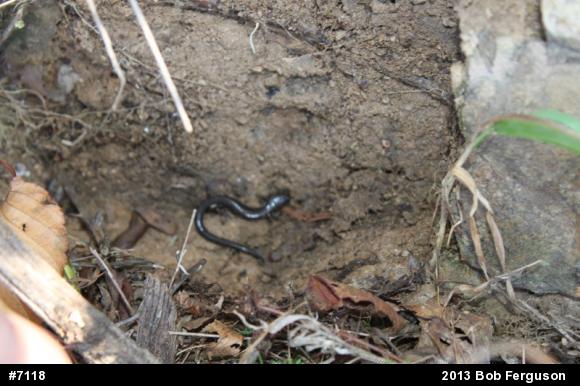 Eastern Red-backed  Salamander