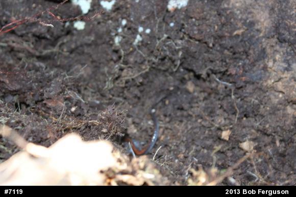 Eastern Red-backed  Salamander
