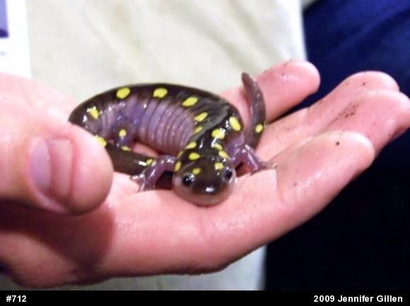 Spotted Salamander