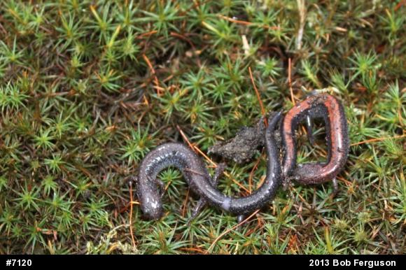 Eastern Red-backed  Salamander