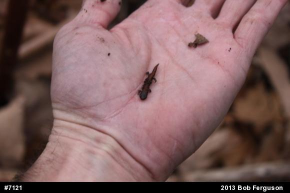 Eastern Red-backed  Salamander