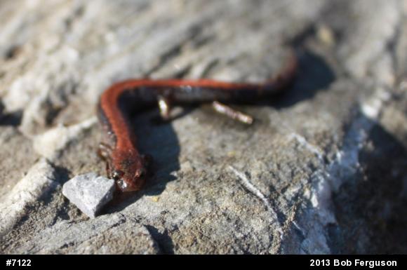 Eastern Red-backed  Salamander