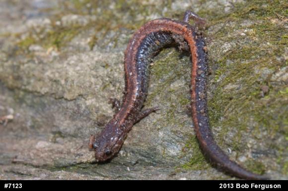 Eastern Red-backed  Salamander