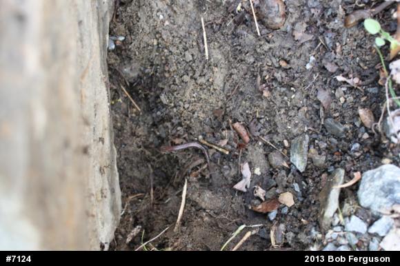 Eastern Red-backed  Salamander