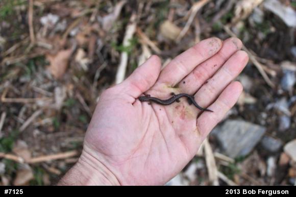 Eastern Red-backed  Salamander