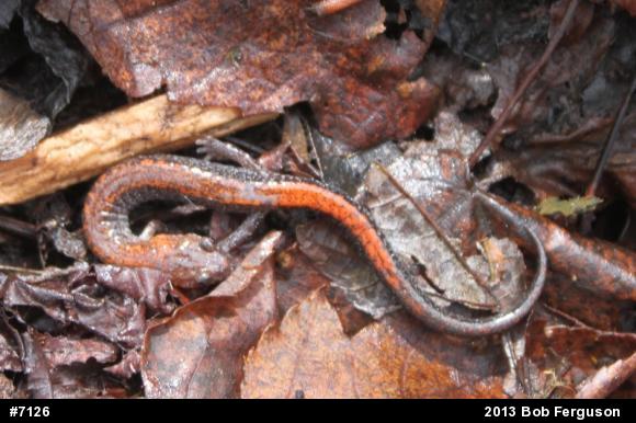 Eastern Red-backed  Salamander