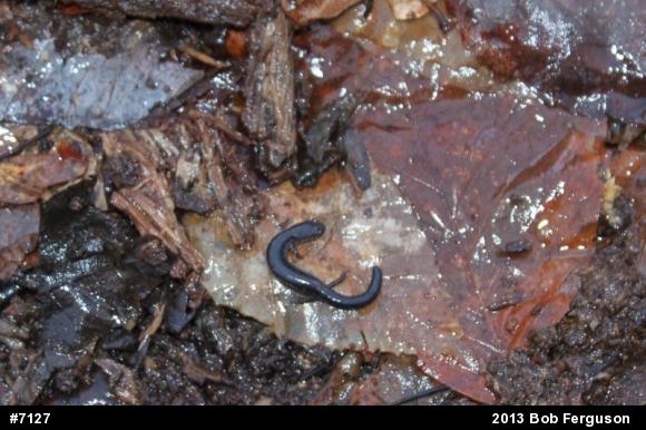 Eastern Red-backed  Salamander