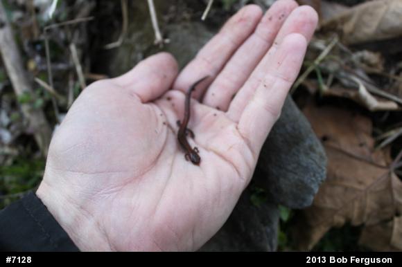 Eastern Red-backed  Salamander
