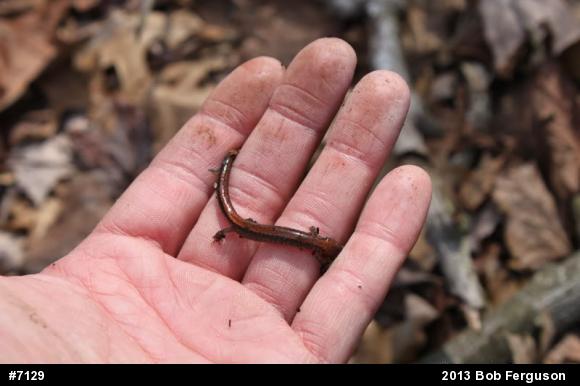 Eastern Red-backed  Salamander