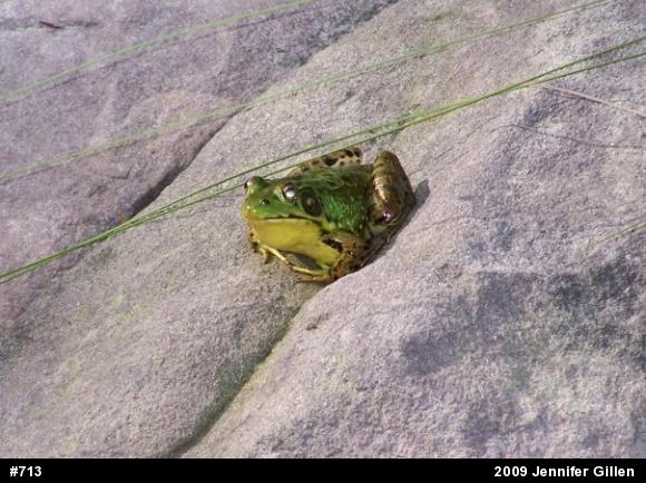 Green Frog