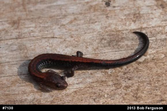 Eastern Red-backed  Salamander