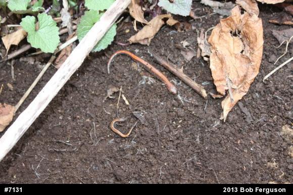 Eastern Red-backed  Salamander