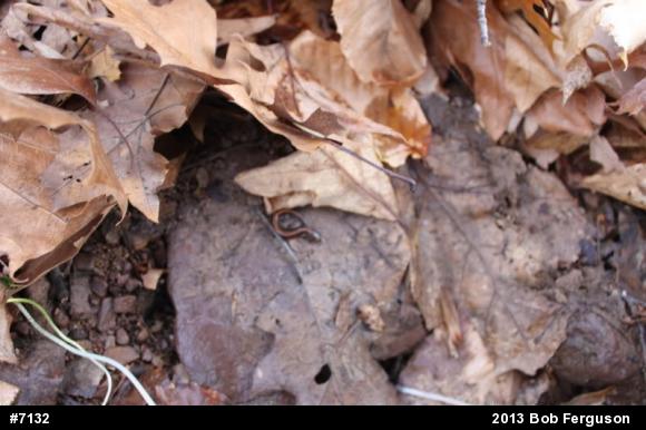 Eastern Red-backed  Salamander
