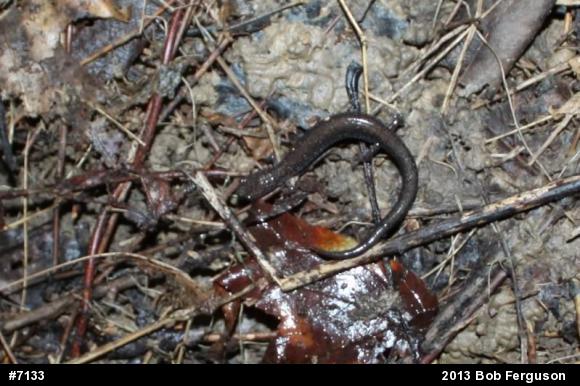 Eastern Red-backed  Salamander