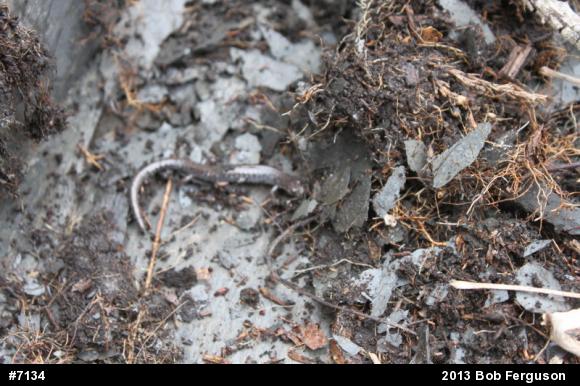 Eastern Red-backed  Salamander