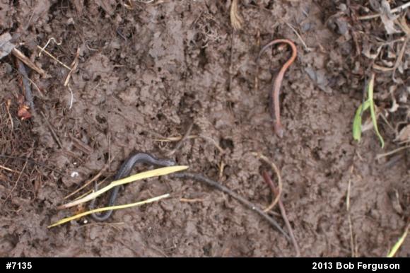 Eastern Red-backed  Salamander