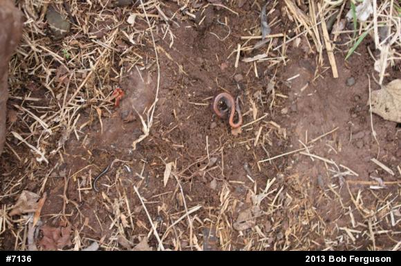 Eastern Red-backed  Salamander