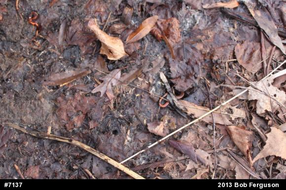 Eastern Red-backed  Salamander