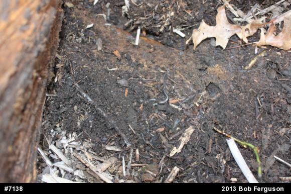 Eastern Red-backed  Salamander