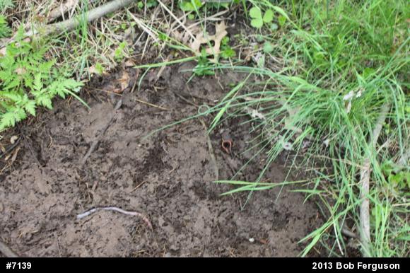 Eastern Red-backed  Salamander