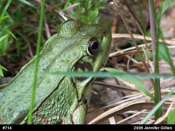 Green Frog