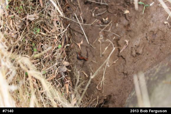 Eastern Red-backed  Salamander