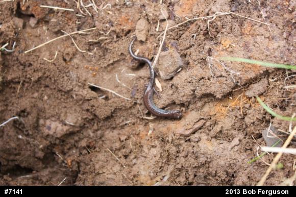 Eastern Red-backed  Salamander