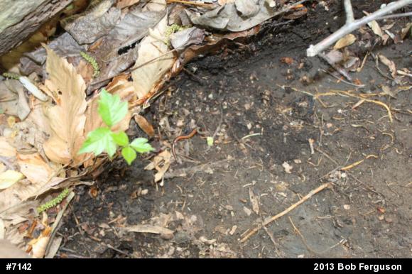 Eastern Red-backed  Salamander