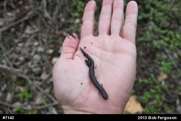 Eastern Red-backed  Salamander