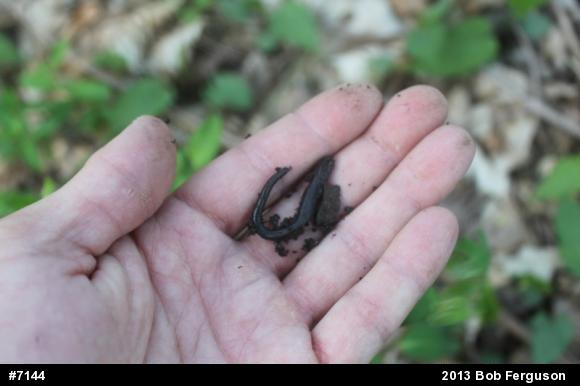 Eastern Red-backed  Salamander