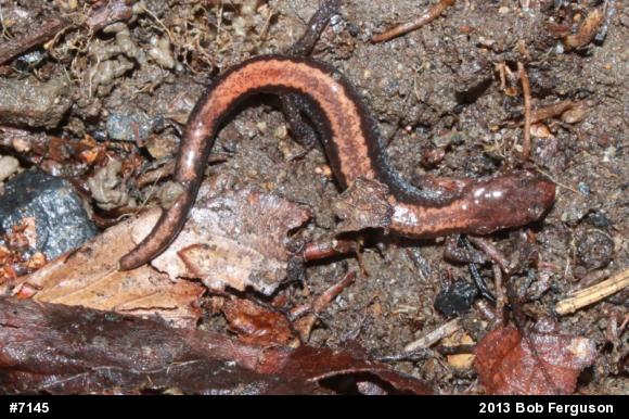 Eastern Red-backed  Salamander