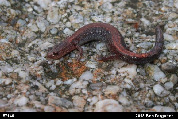 Eastern Red-backed  Salamander