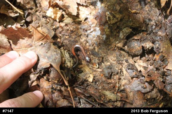 Eastern Red-backed  Salamander
