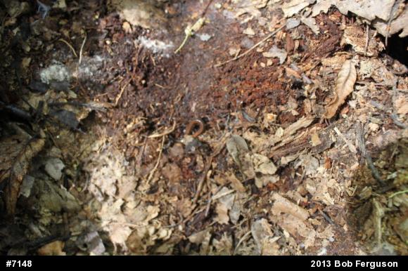 Eastern Red-backed  Salamander