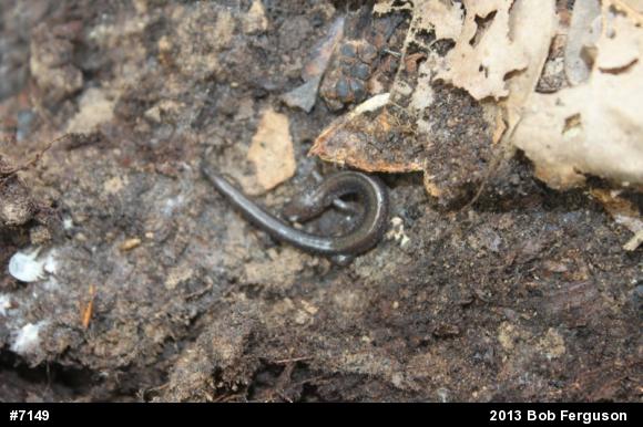 Eastern Red-backed  Salamander