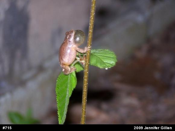 Spring Peeper