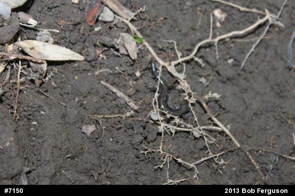Eastern Red-backed  Salamander