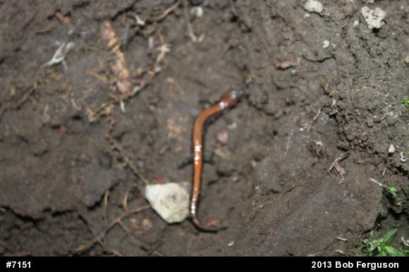 Eastern Red-backed  Salamander