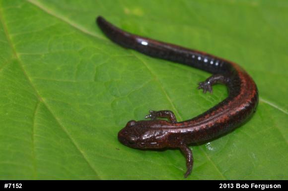 Eastern Red-backed  Salamander
